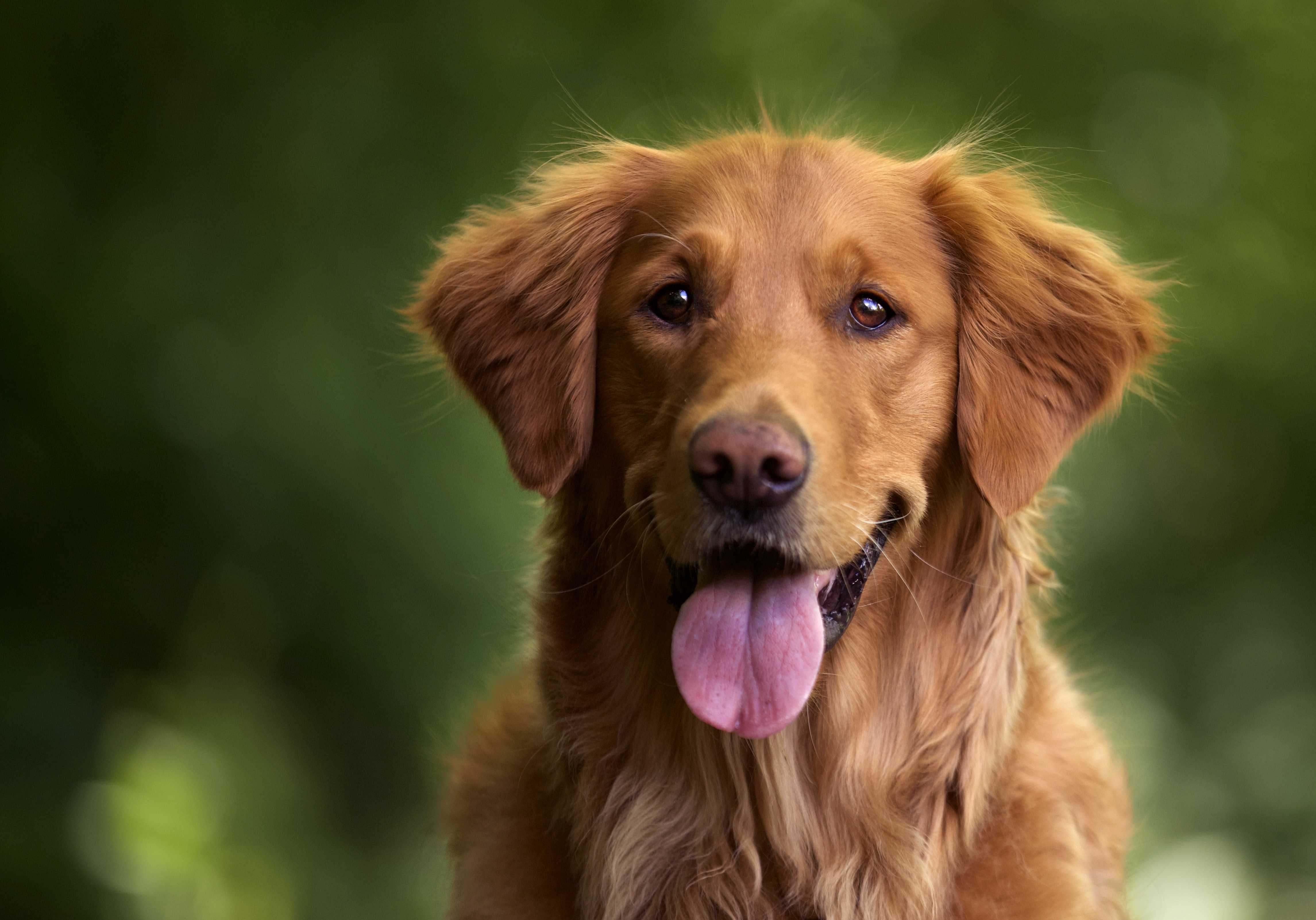Centro Integral Veterinario Dra Sirlei Manzan Ltda